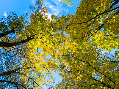 蓝色天空背景的黄色绿树和黄绿木-从下方向上全边观图片