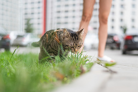 一只小猫在和女主人散步时吃绿草虎斑女士动物草地猫咪捕食者女性猫科检查冒险图片