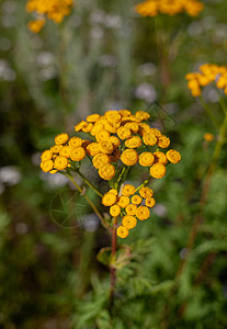 黄金色的花朵 塔纳塞通粗俗 普通的丹西 苦按钮花粉医疗草药花园草地场地草本植物花瓣植物花头图片