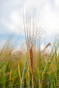 黑麦或田野小麦的耳朵 红麦草地在风中移动季节大麦谷物太阳环境金子种子农业收成收获图片