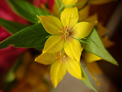 Verbena 花朵近身背景图像图片