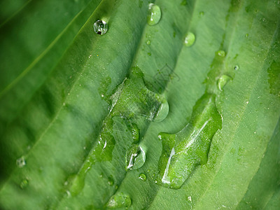 绿叶上水滴的背景图象图片