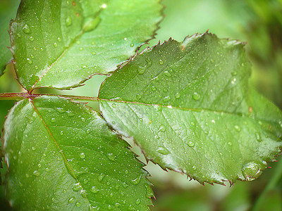 特写绿玫瑰叶 加上雨滴图片