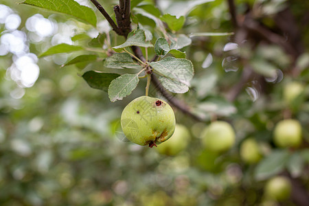 一只绿色的虫子吃苹果在花园树枝上举重寄生虫昆虫生长农业害虫食物苹果树叶子农药果园图片