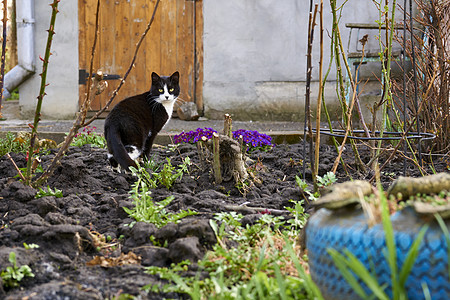 一只简单的农村黑猫 白脖子穿过花园跑过花园图片