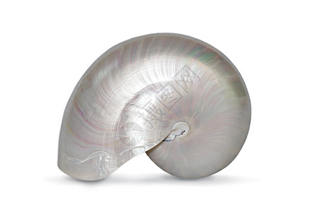 白色背景的纳图卢斯庞皮利乌斯珍珠壳图像 海壳 海底动物曲线海洋顺序漩涡螺旋线几何学照片化石生长比率图片