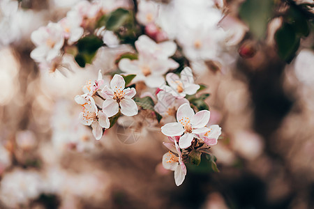 樱花在花园自然背景下的春天复活节粉红色花朵 盛开的景色 开花 在树枝上打开花瓣图片