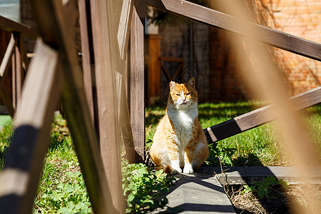 红猫在街上坐在木篱笆附近的街道上 夏天太阳猫在街上图片