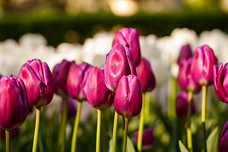 许多明亮粉色的美丽的郁金香花朵被植树在一个盛大的花床上 有绿色叶子蓝色植物群植物场地花瓣旅游花园公园季节太阳图片