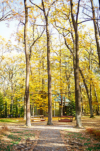 有绿叶的树 森林 春天公园植物环境木头远足苔藓树干叶子小路树叶图片