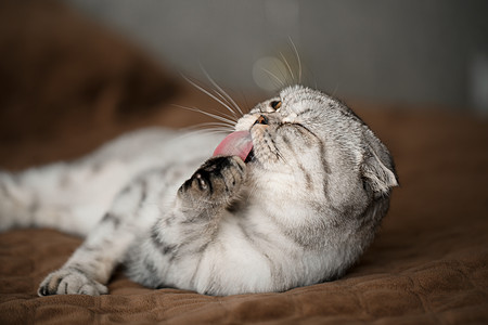 一只美丽的灰色大块苏格兰fold cat 或苏格兰折叠猫咪小猫头发虎斑孩子眼睛胡子鼻子动物成人图片