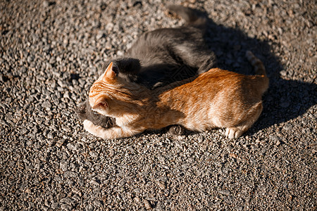 两只黑红猫在太阳下玩着天对地夫妻猫科动物婴儿动物宠物猫咪花园食肉草地跑步图片