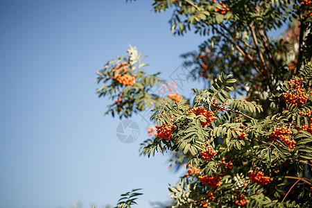 果树和橘橙色的花草莓 在阳光下的花园里灌木植物学植物群水果橙子植物食物灌木丛花梨木伞房图片