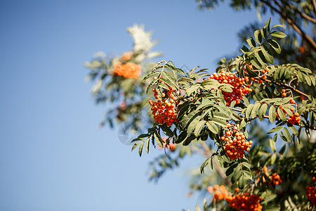 果树和橘橙色的花草莓 在阳光下的花园里橙子花序绿色植物羽状墙纸植物群浆果野生植物枝条伞房图片