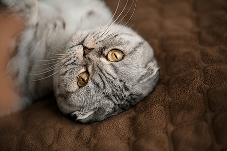一只美丽的灰色大块苏格兰fold cat 或苏格兰折叠头发橙子工作室哺乳动物艺术虎斑猫咪毛皮小猫眼睛图片