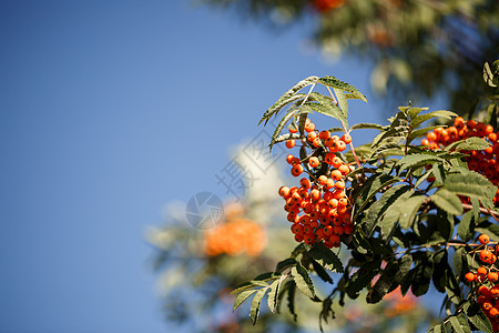 果树和橘橙色的花草莓 在阳光下的花园里枝条灌木丛花序橙子花卉叶子季节植物太阳衬套图片