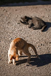 两只黑红猫在太阳下玩着天对地小猫婴儿哺乳动物短发长毛虎斑植物爪子夫妻宠物图片