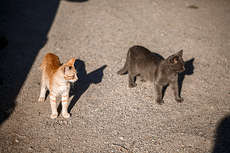 两只黑红猫在太阳下玩着天对地动物婴儿宠物跑步头发植物纯种猫哺乳动物花园眼睛图片