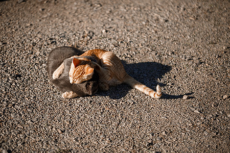 两只黑红猫在太阳下玩着天对地小猫宠物动物虎斑食肉眼睛哺乳动物花园夫妻婴儿图片