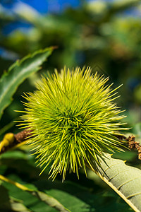 甜甜可食的栗子枝和绿杯子坚果传统种子柳絮种植园板栗尖刺树叶食物生长图片