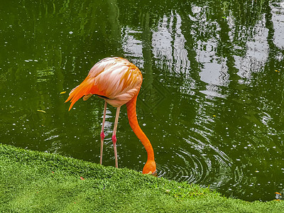 墨西哥豪华度假胜地池塘湖里的粉红火烈鸟旅行野生动物鸟类奢华动物园池塘公园动物翅膀假期图片