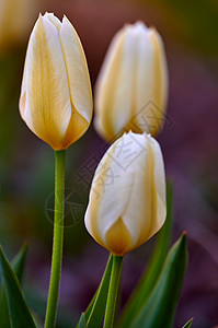 美丽的春天郁金香花生长在外面的花园里 一组优雅的白色和黄色花朵 带有绿色的茎和叶 棕色土壤背景中季节性开花植物的细节特写图片