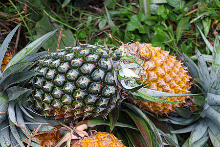 农场上成熟的菠萝库存宏观植物竹筐果汁饮食甜点水果叶子农民营养图片