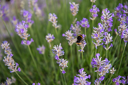 收集花蜜和授粉紫色熏衣草花的花朵植物群薰衣草生物花园多样性蜂蜜季节野生动物昆虫植物图片