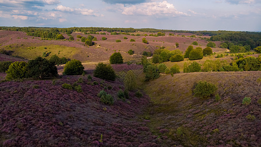 Posbank国家公园Veluwe 紫粉色鲜花加热器盛开植物场地远足公园旅行农村丘陵草本植物紫色薄雾图片