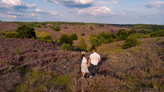 Posbank国家公园Veluwe 紫粉色鲜花加热器盛开爬坡夫妻丘陵公园薄雾植物男人远足荒地女性图片