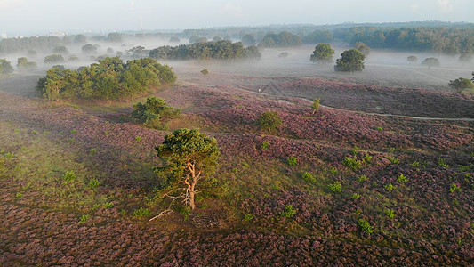 国家公园 Veluwe 盛开的紫色粉红色石南花 Veluwe 上盛开的加热器农村公园场地草地远足爬坡旅行薄雾草本植物天空图片