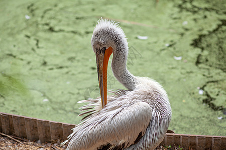 岸边美丽的白色大白 在动物园清洗羽毛动物群异国池塘热带主题账单翅膀鸟类环境脖子图片