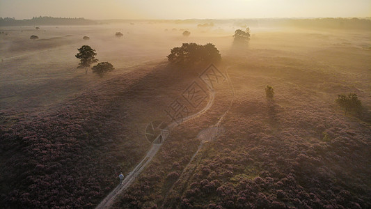 国家公园 Veluwe 盛开的紫色粉红色石南花 Veluwe 上盛开的加热器公园天空植物旅行远足农村荒地草地丘陵薄雾图片