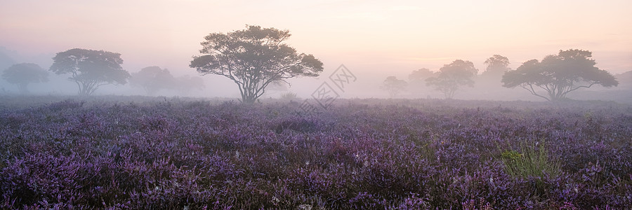 国家公园 Veluwe 盛开的紫色粉红色石南花 Veluwe 上盛开的加热器天空薄雾爬坡荒地草地场地旅行农村公园植物图片