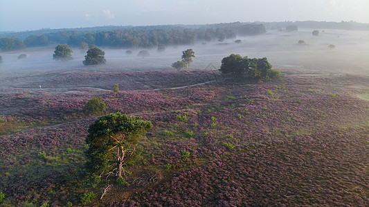 国家公园 Veluwe 盛开的紫色粉红色石南花 Veluwe 上盛开的加热器场地草本植物爬坡天空薄雾草地植物公园旅行荒地图片