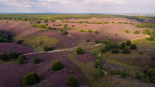 Posbank国家公园Veluwe 紫粉色鲜花加热器盛开爬坡薄雾公园远足场地农村人行道草本植物紫色植物图片