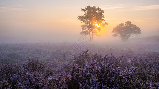 国家公园 Veluwe 盛开的紫色粉红色石南花 Veluwe 上盛开的加热器草本植物草地植物场地公园农村远足丘陵爬坡荒地图片