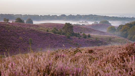 Posbank国家公园Veluwe 紫粉色鲜花加热器盛开紫色荒地丘陵农村植物场地天空旅行薄雾公园图片