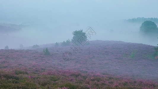 Posbank国家公园Veluwe 紫粉色鲜花加热器盛开荒地旅行远足人行道爬坡紫色草本植物农村丘陵天空图片