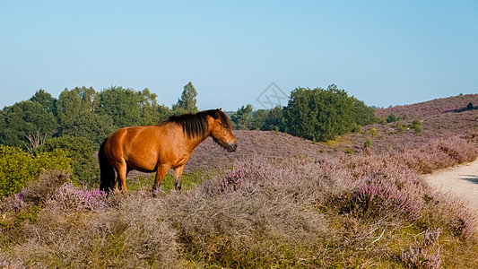 Posbank国家公园Veluwe 紫粉色鲜花加热器盛开公园紫色爬坡农村场地动物旅行草本植物丘陵荒地图片