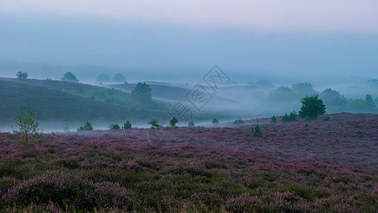 Posbank国家公园Veluwe 紫粉色鲜花加热器盛开紫色丘陵爬坡公园草本植物远足荒地植物天空旅行图片