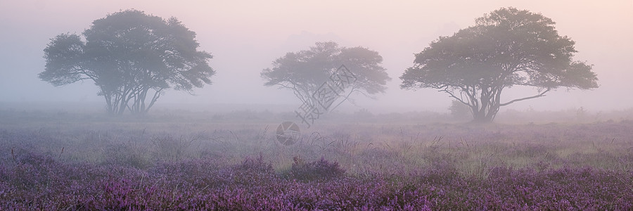 国家公园 Veluwe 盛开的紫色粉红色石南花 Veluwe 上盛开的加热器丘陵旅行天空草本植物远足场地草地薄雾植物公园图片