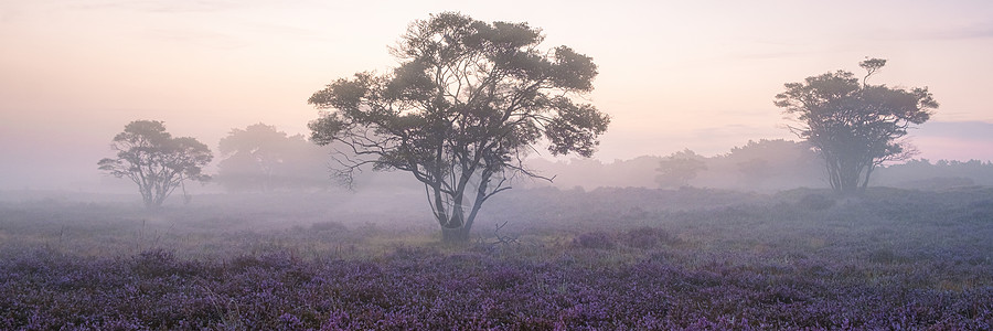 国家公园 Veluwe 盛开的紫色粉红色石南花 Veluwe 上盛开的加热器植物农村爬坡草地丘陵天空公园场地远足荒地图片