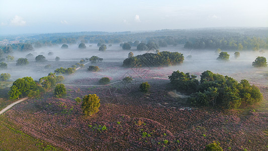 国家公园 Veluwe 盛开的紫色粉红色石南花 Veluwe 上盛开的加热器农村天空荒地植物丘陵爬坡公园远足场地旅行图片