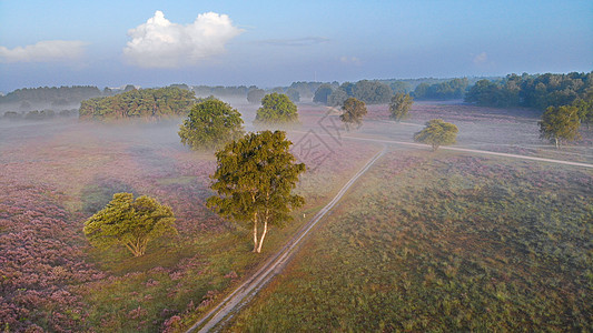 国家公园 Veluwe 盛开的紫色粉红色石南花 Veluwe 上盛开的加热器草本植物农村丘陵公园植物天空远足荒地旅行场地图片