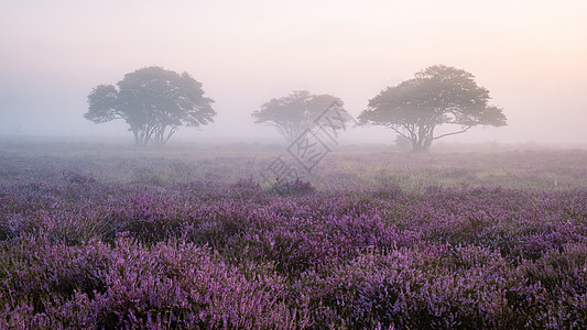 国家公园 Veluwe 盛开的紫色粉红色石南花 Veluwe 上盛开的加热器草本植物植物旅行草地场地爬坡荒地农村薄雾天空图片