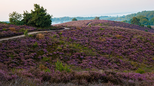 Posbank国家公园Veluwe 紫粉色鲜花加热器盛开爬坡天空场地农村紫色丘陵公园旅行草本植物荒地图片