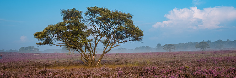 国家公园 Veluwe 盛开的紫色粉红色石南花 Veluwe 上盛开的加热器公园远足植物薄雾丘陵草地荒地旅行天空农村图片