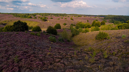 Posbank国家公园Veluwe 紫粉色鲜花加热器盛开荒地远足草本植物天空植物薄雾场地丘陵旅行公园图片