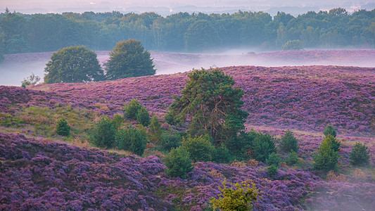 Posbank国家公园Veluwe 紫粉色鲜花加热器盛开荒地场地远足农村旅行爬坡薄雾植物人行道天空图片